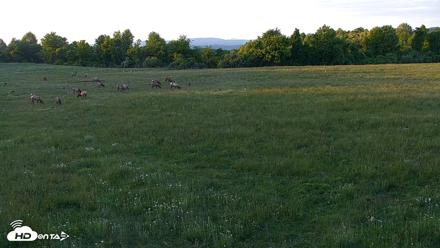 Tennessee Elk Live Webcam - May 13, 2026, 8:08pm EDT