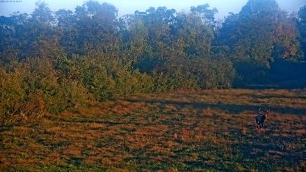 Tennessee Elk Live Webcam - Oct 14, 2025, 8:04am EDT