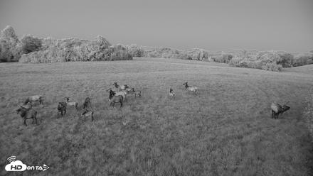 Tennessee Elk Live Webcam - Oct 7, 2026, 7:31pm EDT