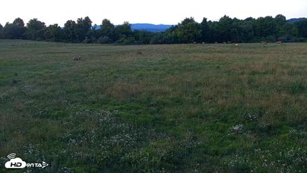Tennessee Elk Live Webcam - Jun 19, 2026, 9:03pm EDT