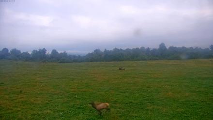 Tennessee Elk Live Webcam - Sep 24, 2025, 7:53am EDT