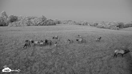Tennessee Elk Live Webcam - Oct 7, 2026, 7:30pm EDT