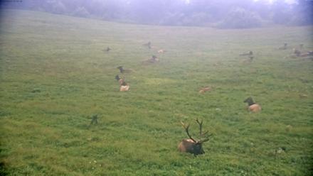Tennessee Elk Live Webcam - Sep 4, 2025, 10:01am EDT