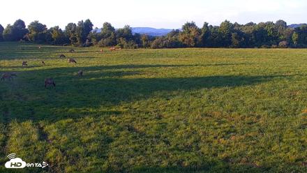 Tennessee Elk Live Webcam - Aug 27, 2026, 7:23pm EDT