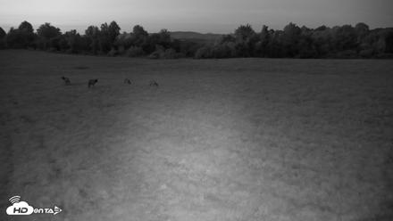 Tennessee Elk Live Webcam - Sep 11, 2026, 8:23pm EDT
