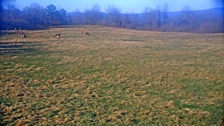 Tennessee Elk Live Webcam - Nov 28, 2025, 3:30pm EST