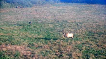 Tennessee Elk Live Webcam - Oct 22, 2025, 8:59am EDT