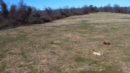 Tennessee Elk Live Webcam - Feb 20, 2026, 1:33pm EST