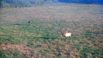 Tennessee Elk Live Webcam - Oct 22, 2025, 9:00am EDT