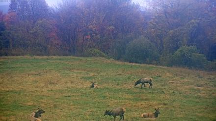 Tennessee Elk Live Webcam - Oct 30, 2025, 3:11pm EDT
