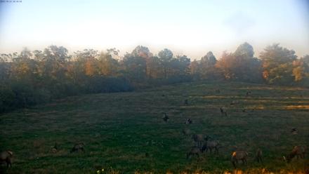 Tennessee Elk Live Webcam - Oct 22, 2025, 6:14pm EDT