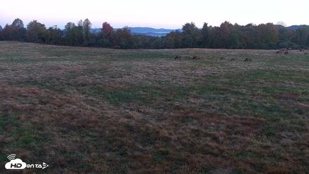 Tennessee Elk Live Webcam - Oct 26, 2026, 7:50am EDT