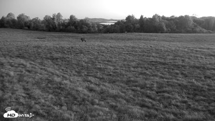 Tennessee Elk Live Webcam - Oct 7, 2026, 7:12am EDT