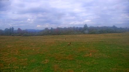 Tennessee Elk Live Webcam - Oct 21, 2025, 2:55pm EDT