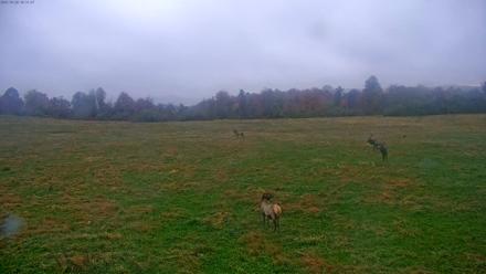 Tennessee Elk Live Webcam - Oct 28, 2025, 8:07am EDT