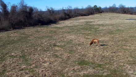 Tennessee Elk Live Webcam - Feb 20, 2026, 3:15pm EST