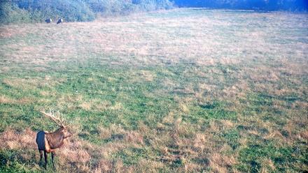 Tennessee Elk Live Webcam - Oct 22, 2025, 9:01am EDT