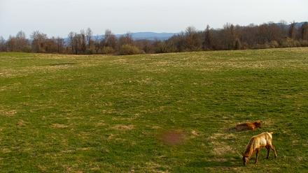 Tennessee Elk Live Webcam - Mar 21, 2026, 9:37am EDT