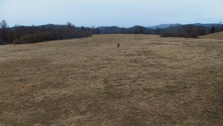 Tennessee Elk Live Webcam - Jan 24, 2026, 10:13am EST