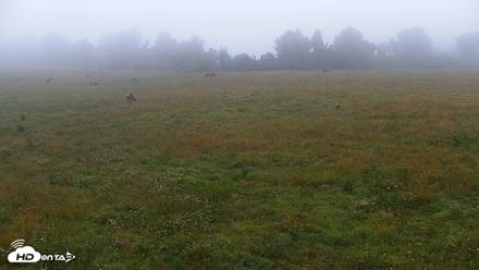Tennessee Elk Live Webcam - Jun 23, 2026, 6:48am EDT
