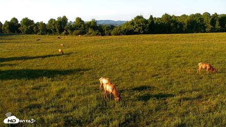 Tennessee Elk Live Webcam - May 3, 2026, 7:16pm EDT