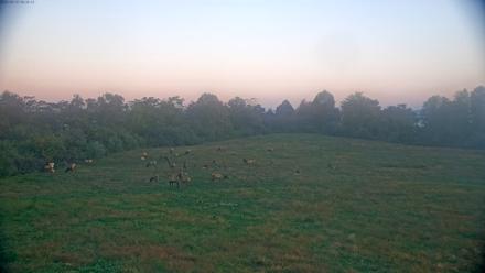 Tennessee Elk Live Webcam - Oct 13, 2025, 7:46am EDT
