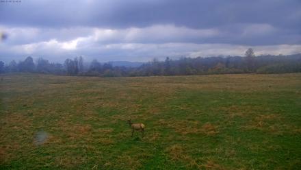 Tennessee Elk Live Webcam - Nov 9, 2025, 10:19am EST