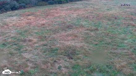 Tennessee Elk Live Webcam - Oct 17, 2026, 9:05am EDT