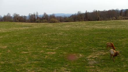 Tennessee Elk Live Webcam - Mar 21, 2026, 9:31am EDT