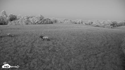 Tennessee Elk Live Webcam - Oct 7, 2026, 7:37pm EDT