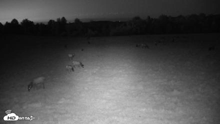 Tennessee Elk Live Webcam - Apr 19, 2026, 9:05pm EDT