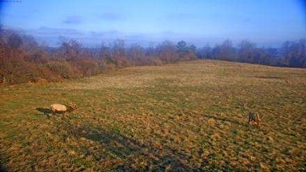 Tennessee Elk Live Webcam - Dec 11, 2025, 8:52am EST