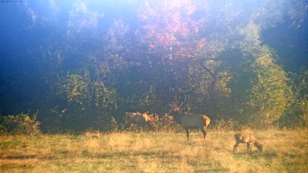 Tennessee Elk Live Webcam - Oct 22, 2025, 8:51am EDT