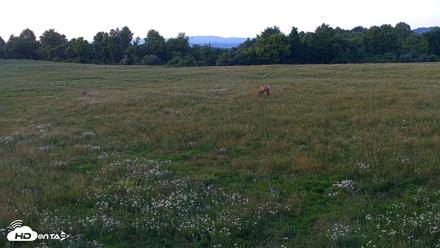Tennessee Elk Live Webcam - May 28, 2026, 8:30pm EDT