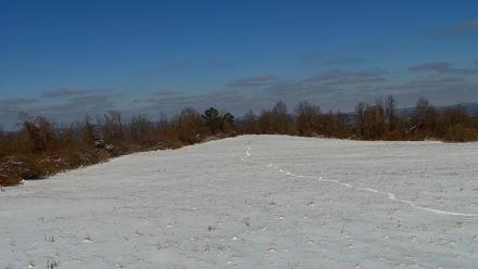 Tennessee Elk Live Webcam - Feb 1, 2026, 11:57am EST