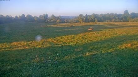 Tennessee Elk Live Webcam - Sep 28, 2025, 6:50pm EDT
