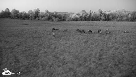 Tennessee Elk Live Webcam - Oct 7, 2026, 7:39pm EDT