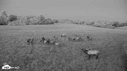 Tennessee Elk Live Webcam - Oct 7, 2026, 7:29pm EDT
