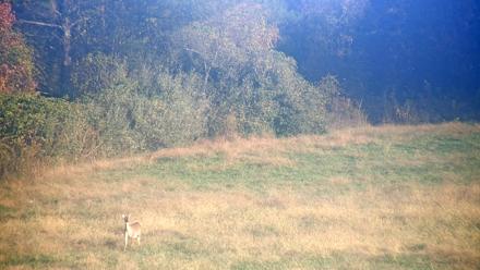 Tennessee Elk Live Webcam - Oct 24, 2025, 9:12am EDT