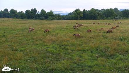 Tennessee Elk Live Webcam - Jun 29, 2026, 7:07am EDT