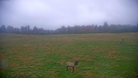 Tennessee Elk Live Webcam - Oct 28, 2025, 8:01am EDT