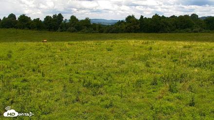 Tennessee Elk Live Webcam - Aug 4, 2026, 2:13pm EDT