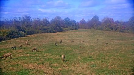 Tennessee Elk Live Webcam - Nov 3, 2025, 1:25pm EST