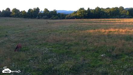 Tennessee Elk Live Webcam - Jun 19, 2026, 8:33pm EDT