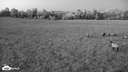 Tennessee Elk Live Webcam - Oct 7, 2026, 7:34pm EDT