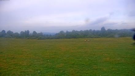 Tennessee Elk Live Webcam - Sep 23, 2025, 6:53pm EDT