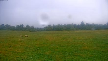 Tennessee Elk Live Webcam - Sep 23, 2025, 9:14am EDT