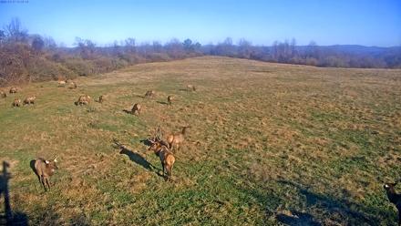 Tennessee Elk Live Webcam - Nov 17, 2025, 9:09am EST