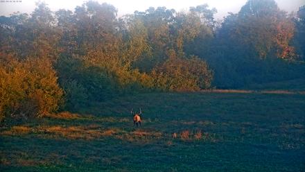 Tennessee Elk Live Webcam - Oct 14, 2025, 7:54am EDT