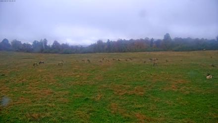 Tennessee Elk Live Webcam - Oct 27, 2025, 3:58pm EDT